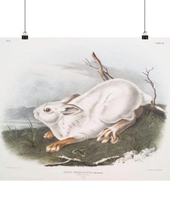 Vintage Audubon Northern Hare Matte Poster