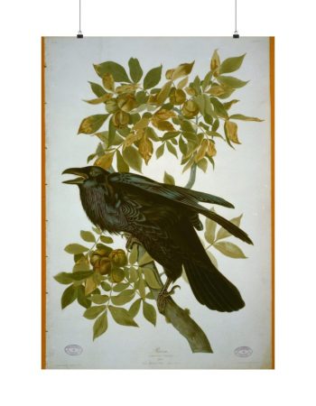 Vintage Audubon Raven Artwork Matte Poster