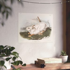 Vintage Audubon Northern Hare Matte Poster