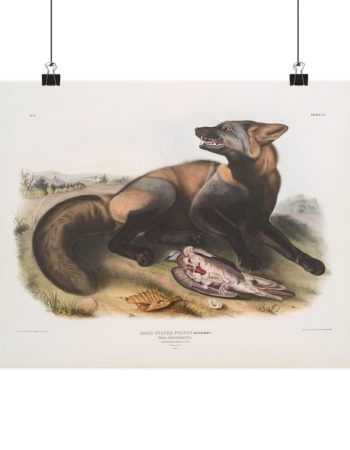 Vintage Canis Fulvus, American Cross-Fox Matte Poster