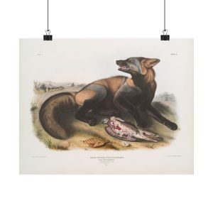 Vintage Canis Fulvus, American Cross-Fox Matte Poster
