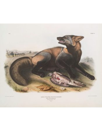 Vintage Canis Fulvus, American Cross-Fox Matte Poster